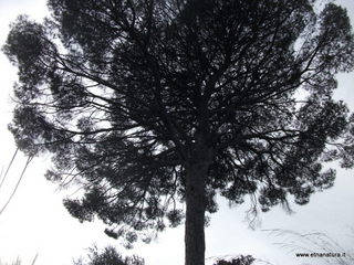 lazzo Riggio Carcaci-05-01-2016 09-57-23